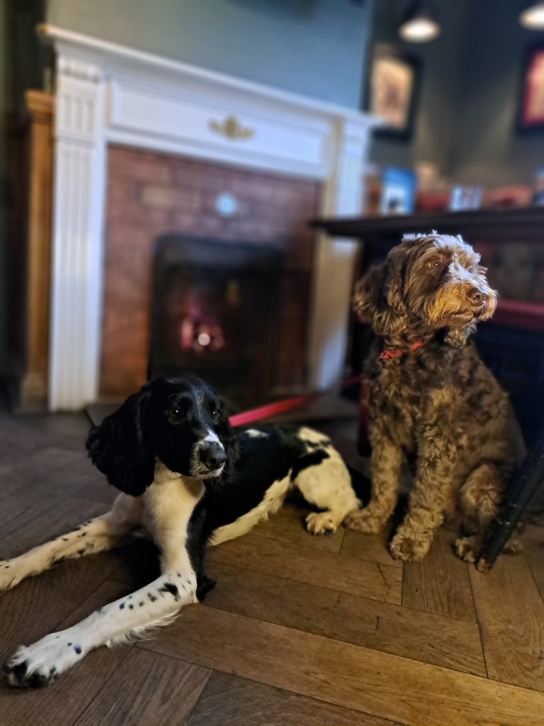 Dogs welcome