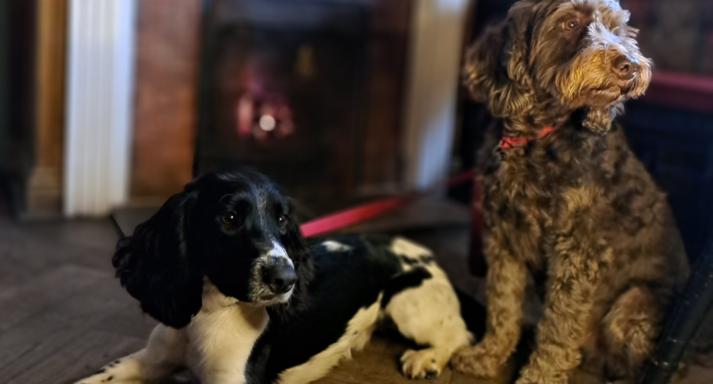 Dogs welcome