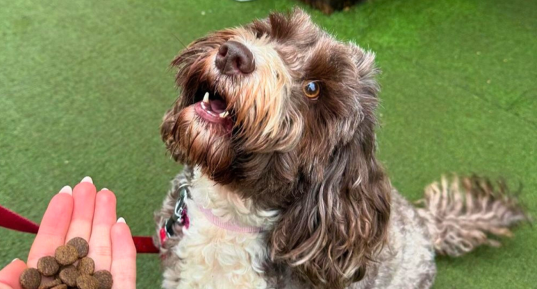 Dogs Welcome!