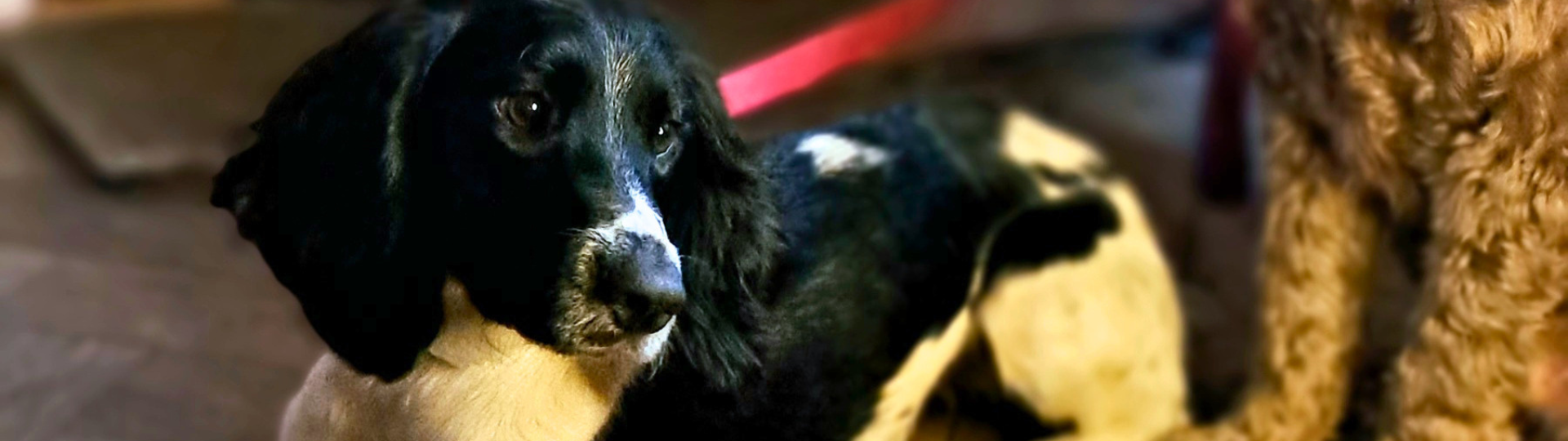 Dogs at The Rose & Crown