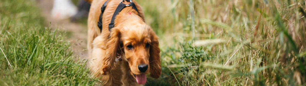 Walkies before your pint?